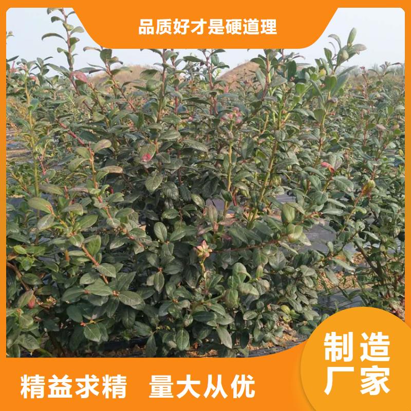 蓝莓苗,梨树苗质量优价格低当地生产厂家