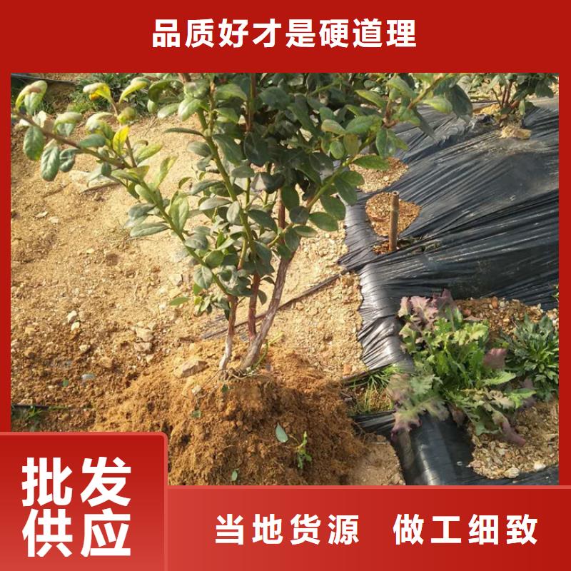 蓝莓苗_3公分石榴苗厂家直营当地品牌