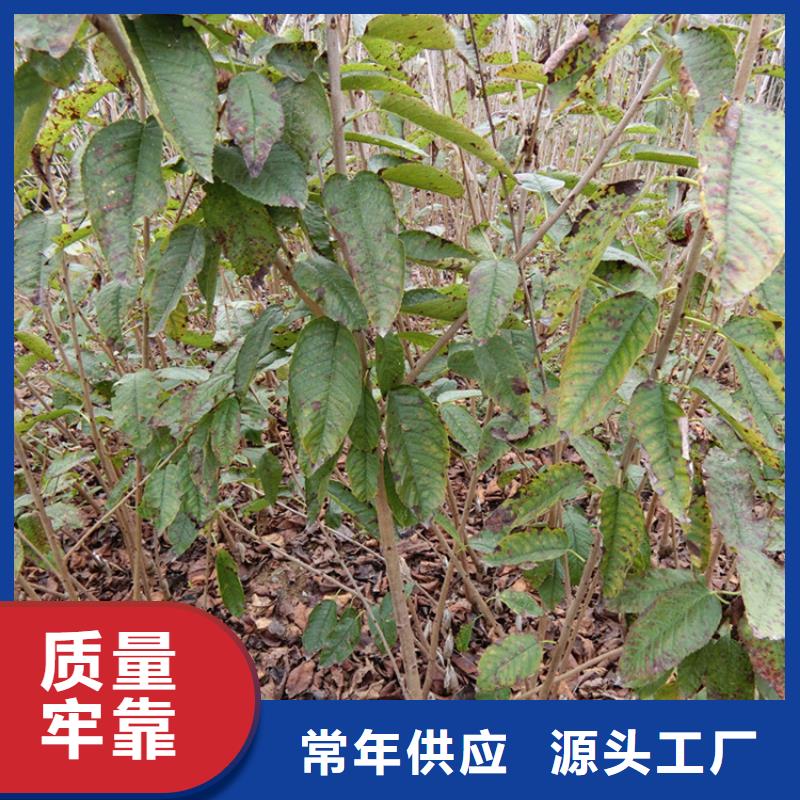 樱桃西瓜苗当地货源根据要求定制
