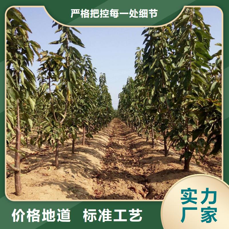 樱桃桃树苗一站式采购方便省心同城品牌