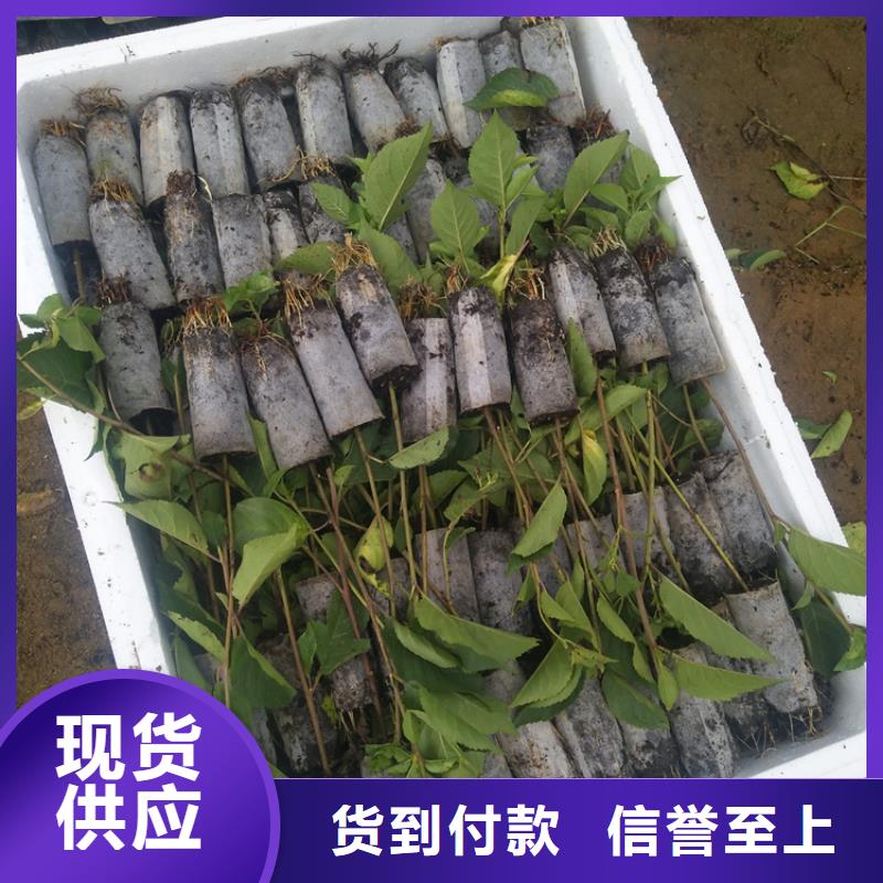 樱桃_苹果苗可接急单支持大小批量采购