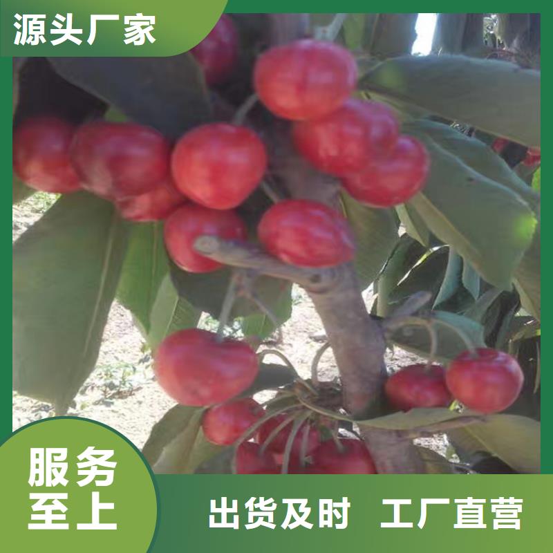 【樱桃,苹果苗用心服务】当地供应商