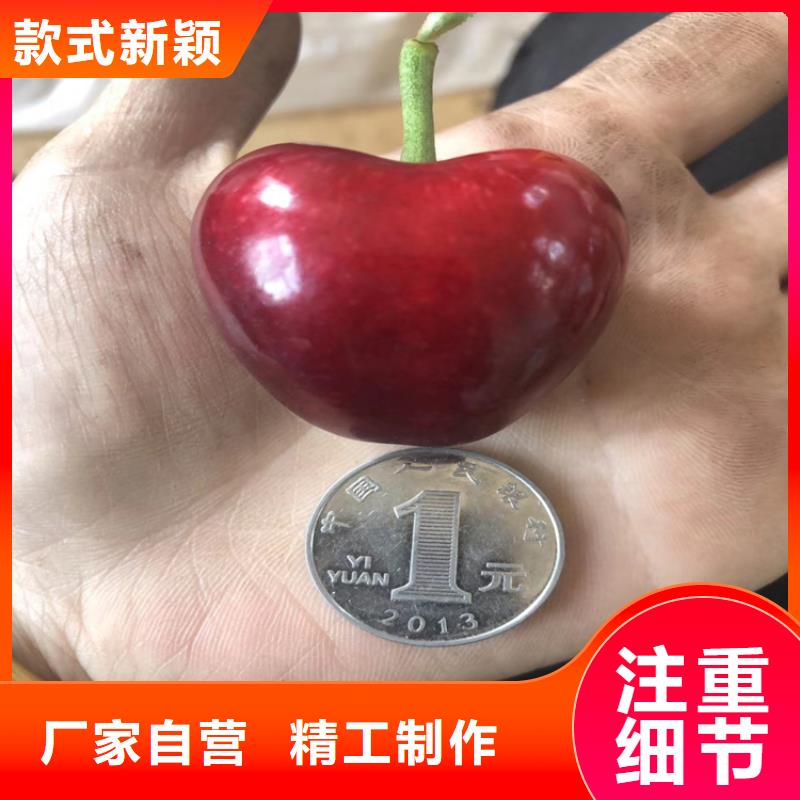 ​樱桃苹果苗高标准高品质实时报价