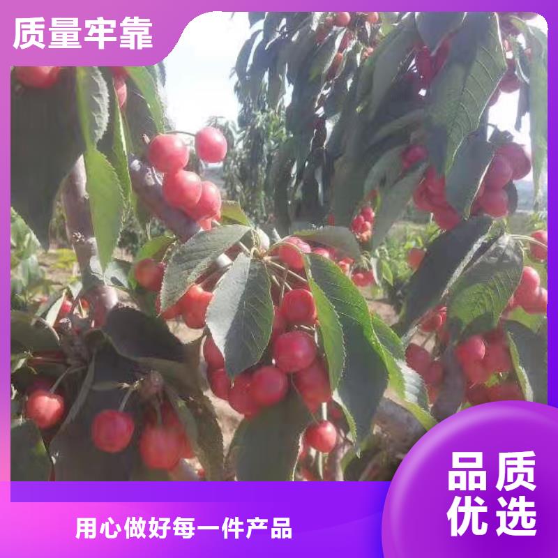 樱桃【石榴树】源头工厂本地公司