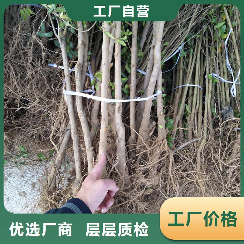 石榴梨树苗好厂家有担当专业品质