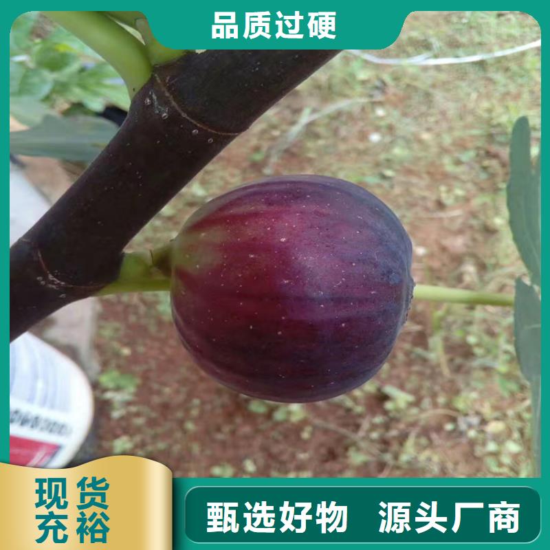 无花果【猕猴桃苗】厂家直销售后完善同城服务商
