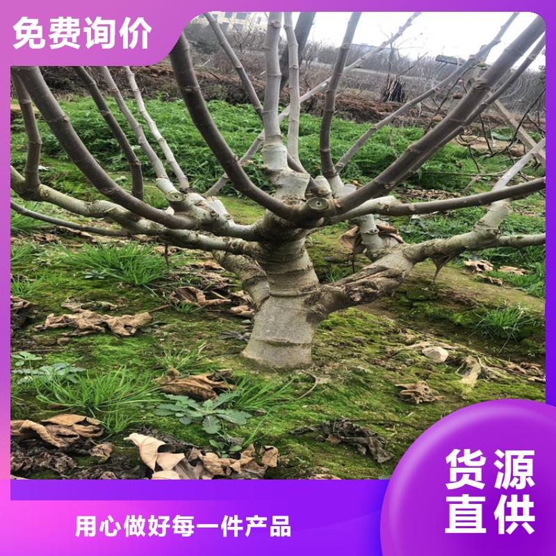 无花果石榴苗真实拍摄品质可靠好货直供