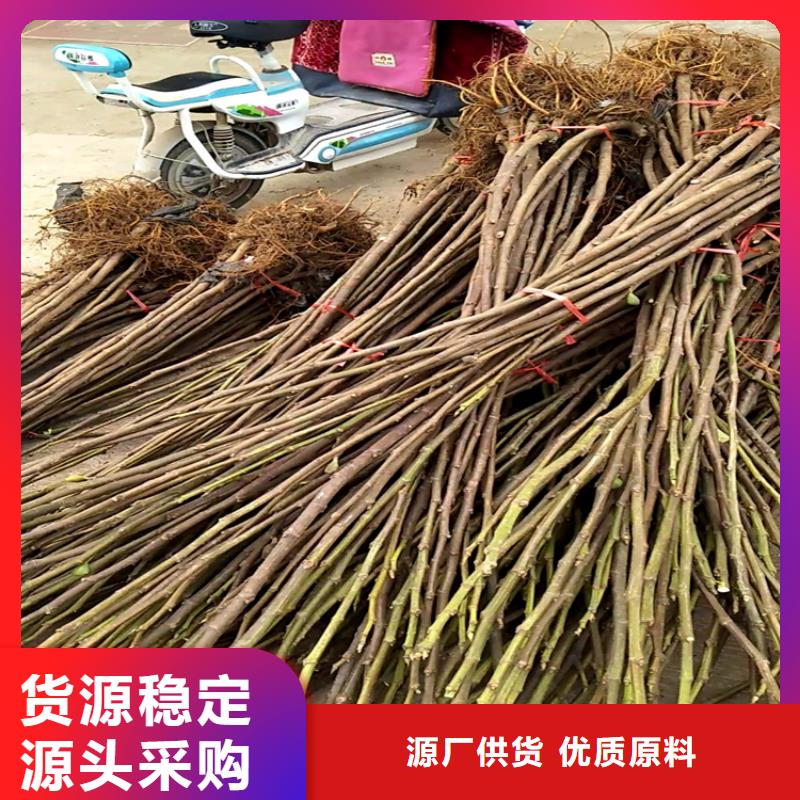 无花果葡萄苗免费回电出货及时