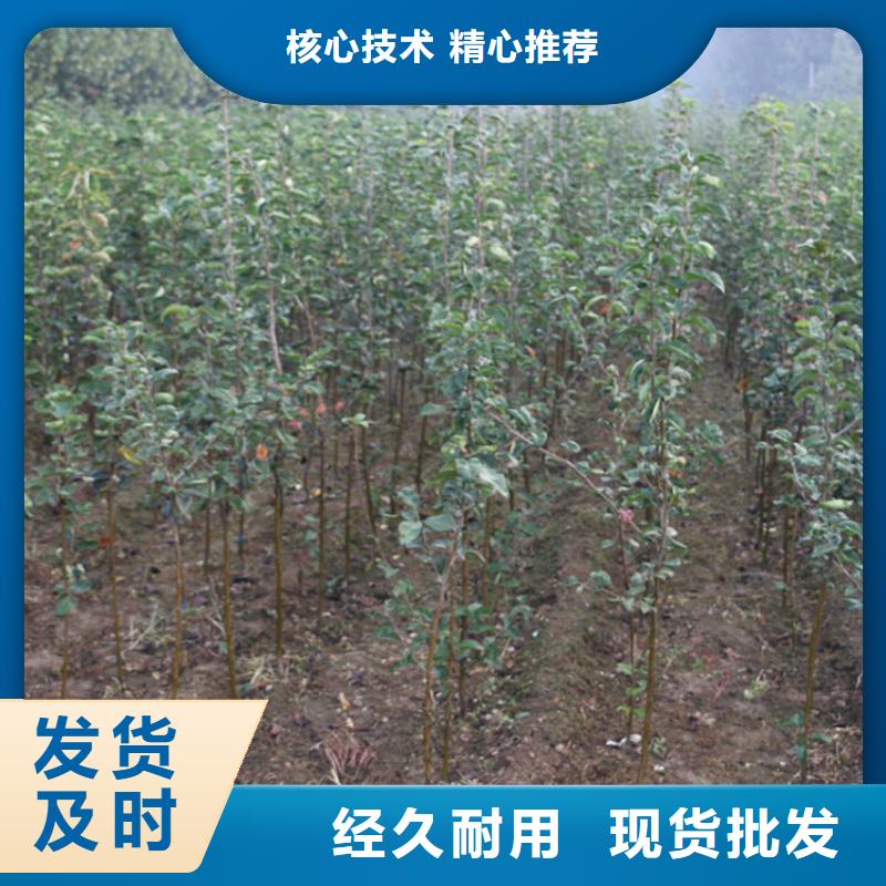 苹果杏树苗厂家实力雄厚产品实拍