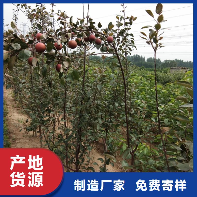 【苹果】-蓝莓苗实拍品质保障定制定做