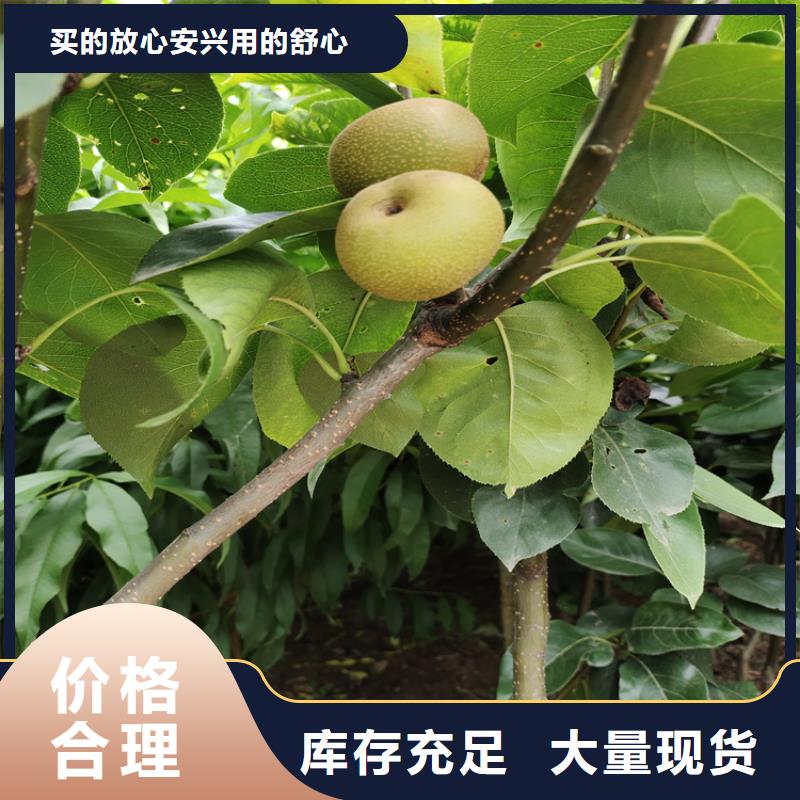 梨树_樱桃苗价格实惠多家仓库发货