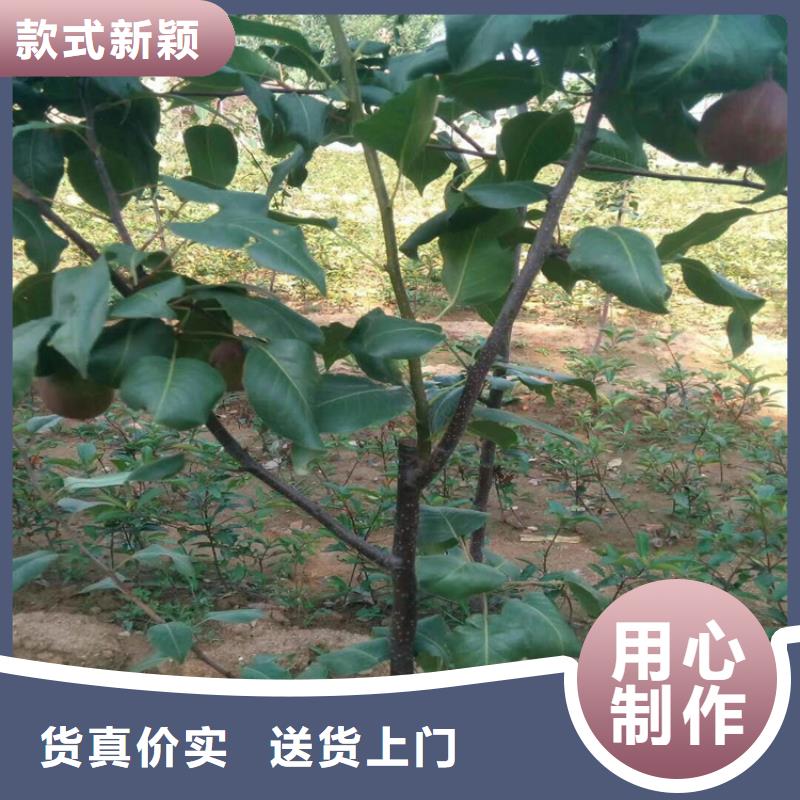 梨树蓝莓苗好货有保障当地品牌