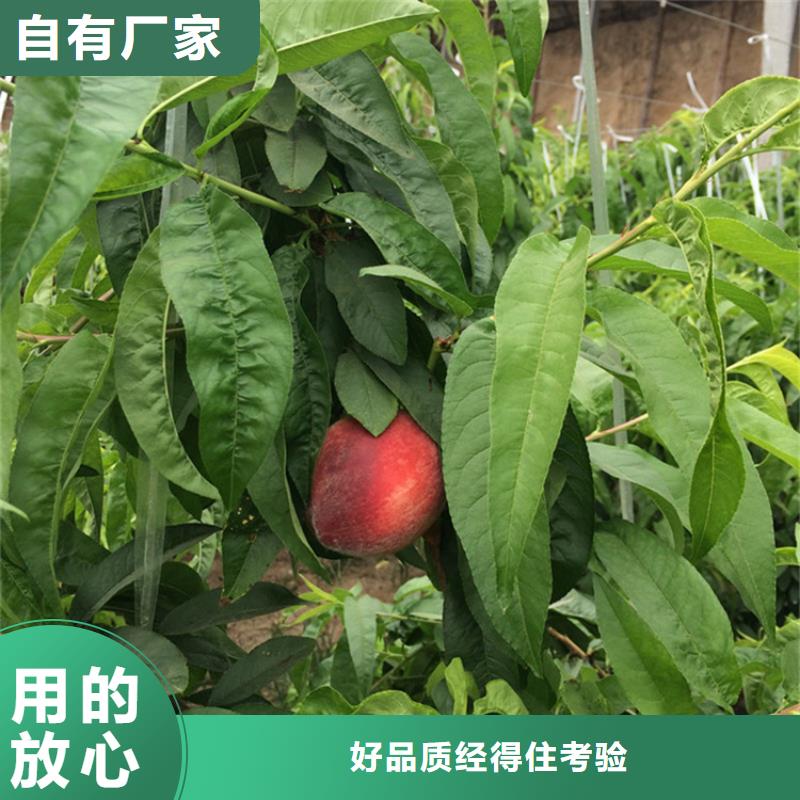 桃杏树苗卓越品质保障源头厂家直销