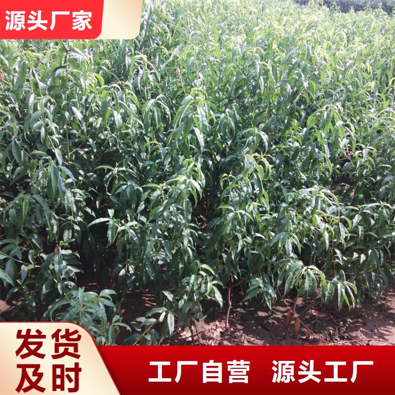 桃石榴苗品质商家严选用料