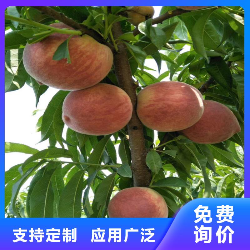 桃石榴树按需定做层层质检