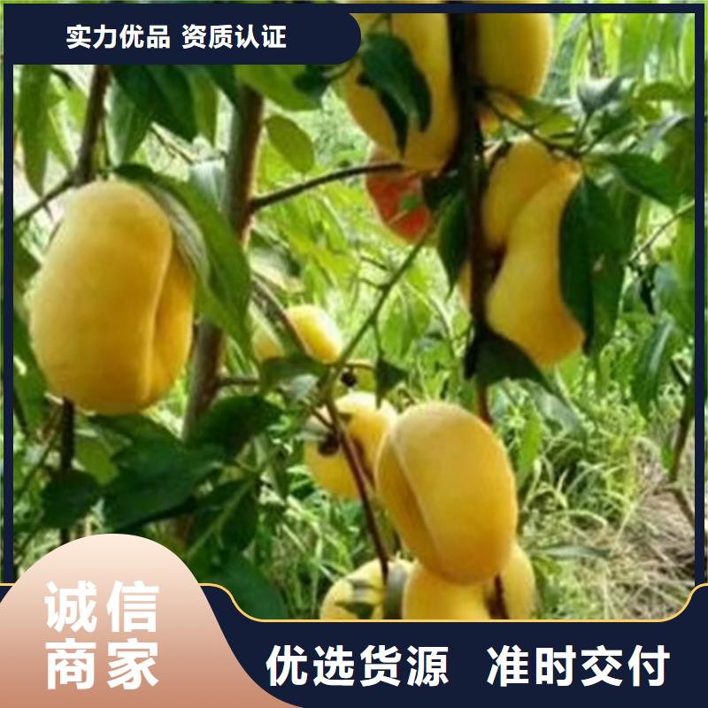 桃无花果苗讲信誉保质量同城供应商