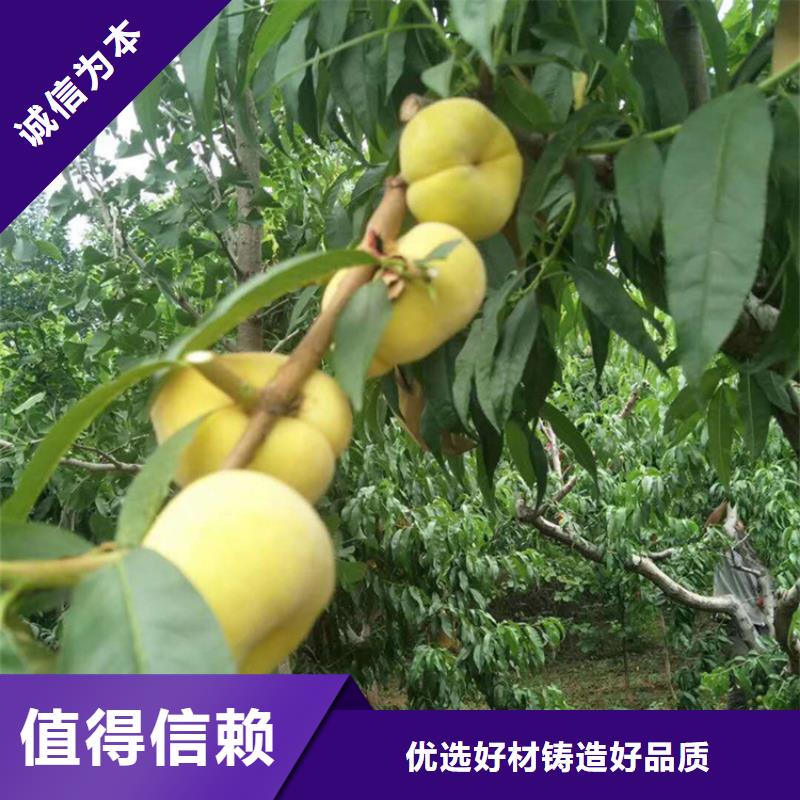 桃桃树苗做工精细用心服务