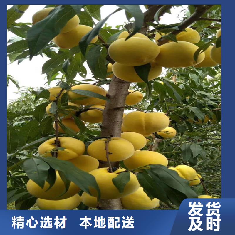 【桃_石榴树苗供货及时】本地生产厂家