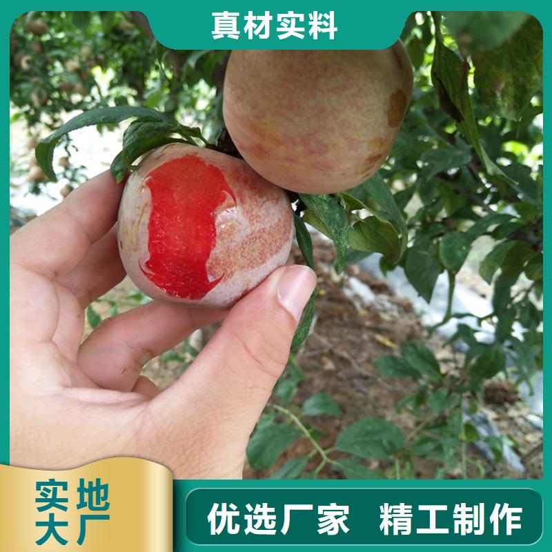 李子蓝莓苗真诚合作同城经销商