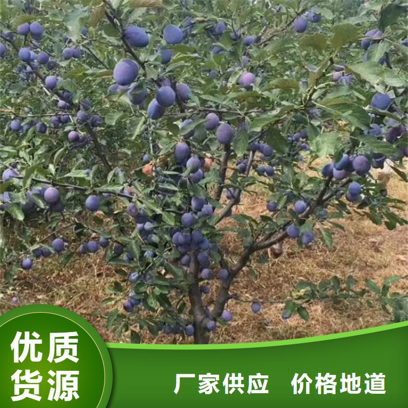 李子梨树苗支持拿样高标准高品质