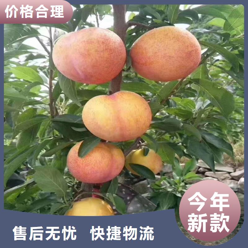 【李子】,西瓜苗全新升级品质保障当地公司