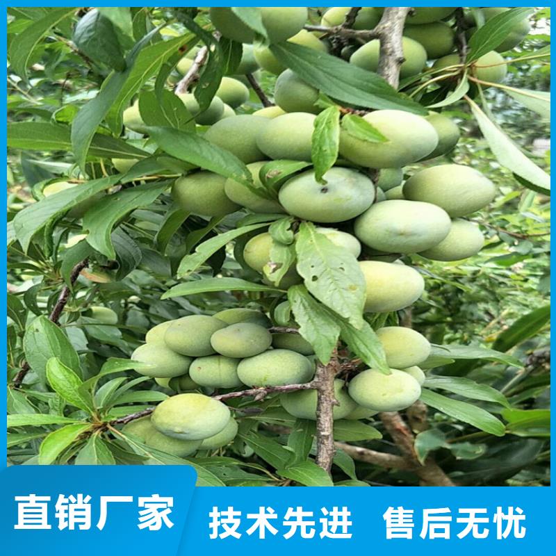 【李子】无花果苗材质实在匠心打造