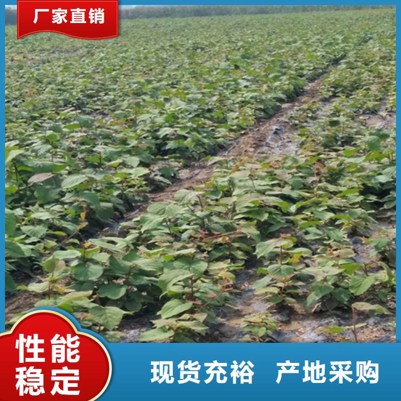 猕猴桃桃树苗性能稳定使用方法