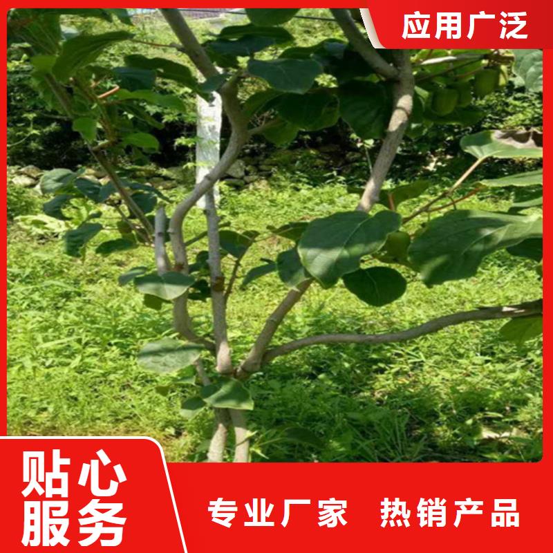 猕猴桃-玛瑙红石榴苗合作共赢货源充足