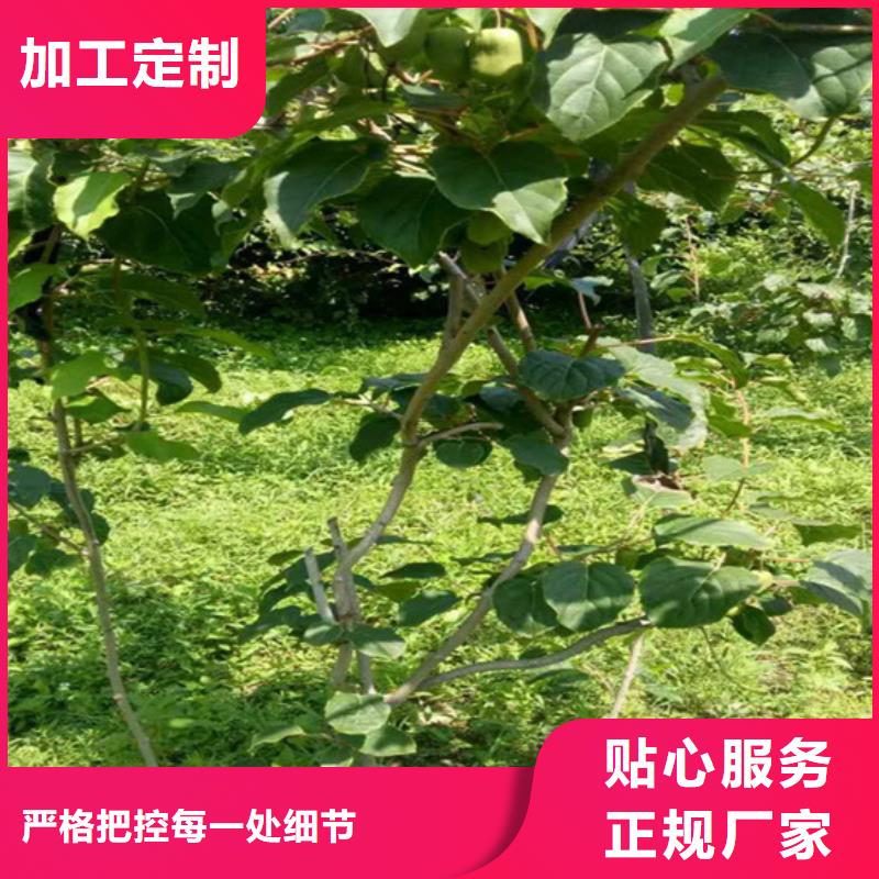 猕猴桃_玛瑙红石榴苗拒绝差价实时报价
