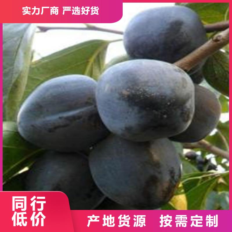 ​【柿子,樱桃苗用途广泛】本地公司