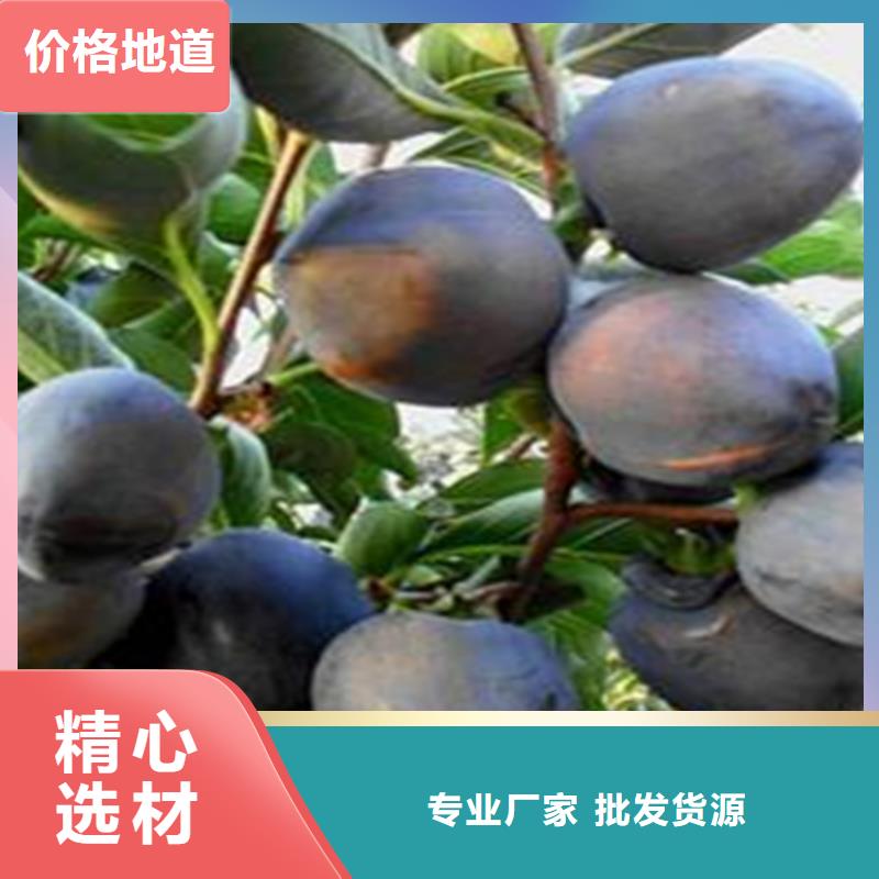 柿子,蓝莓苗厂家直销规格多样现货销售