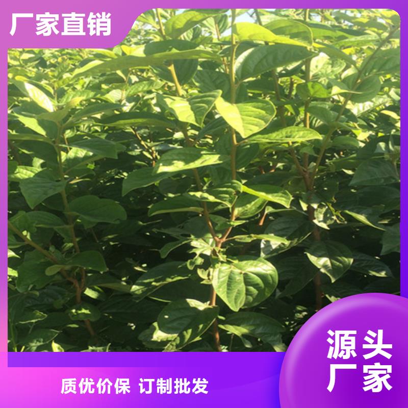 柿子-李树苗量大从优多种优势放心选择