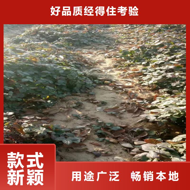 树莓樱桃苗质检合格发货诚信商家