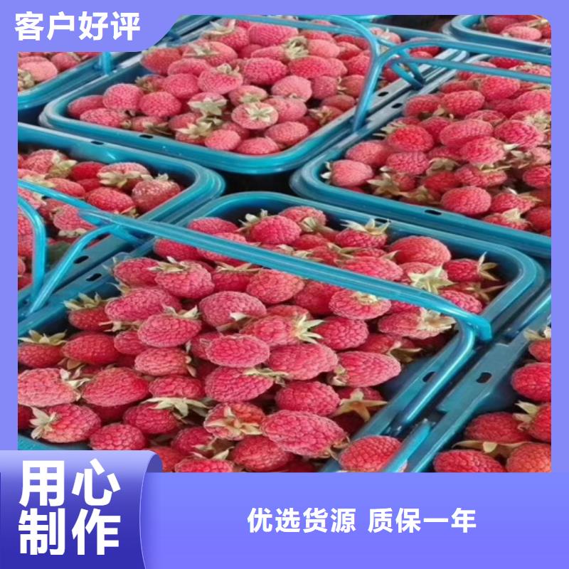 树莓【猕猴桃苗】优选货源质量为本
