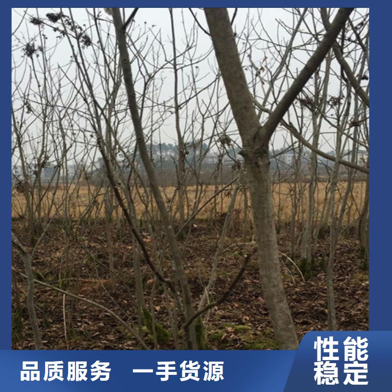 ​【碧根果石榴树厂家供应】一周内发货