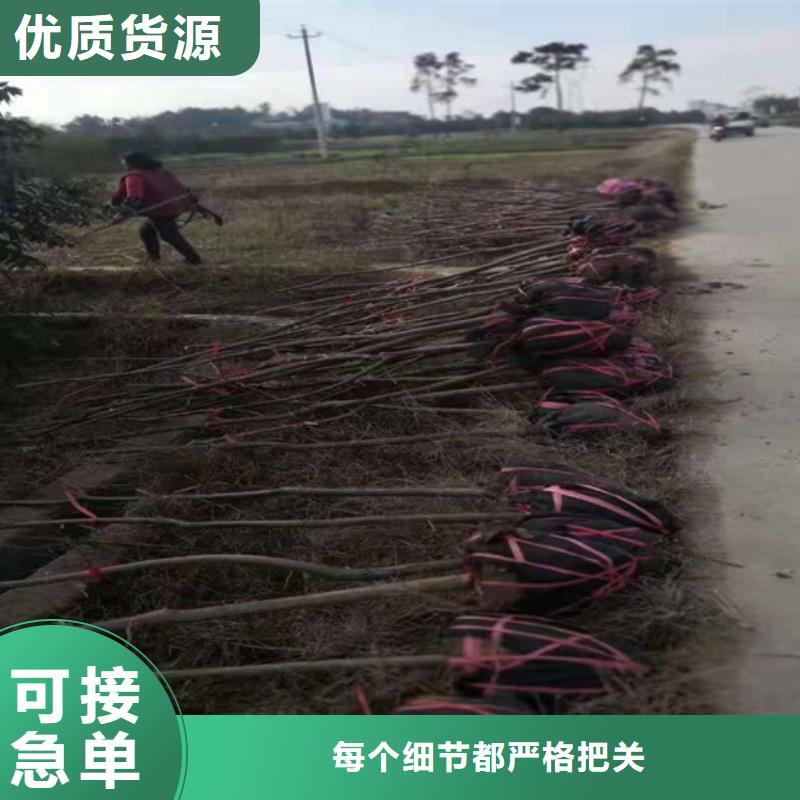 碧根果苹果苗专业厂家免费询价