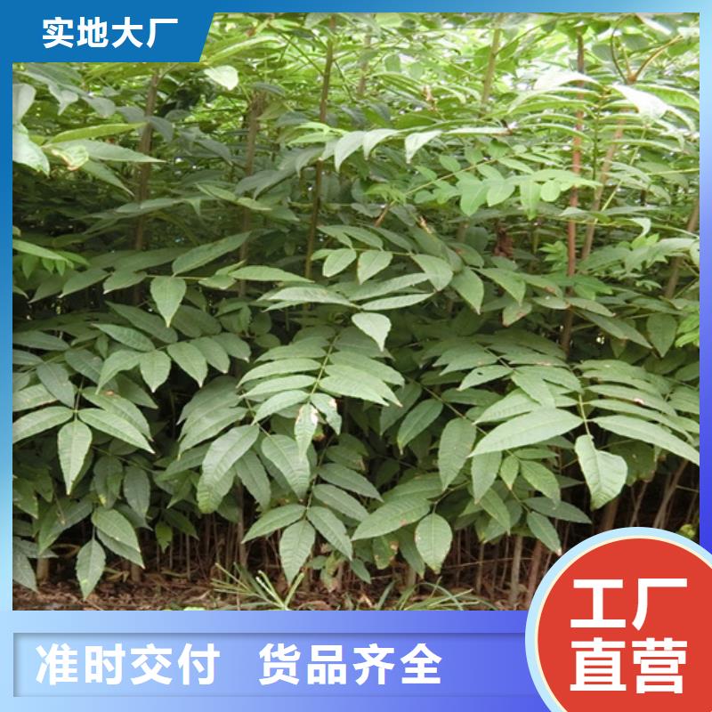 香椿樱桃苗诚信经营现货现发选择我们没错