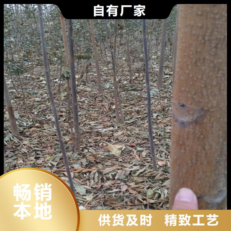 香椿-草莓苗主推产品实力派厂家