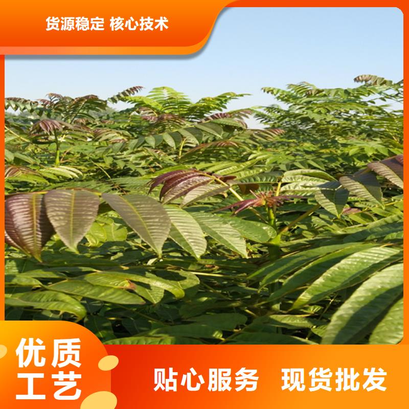 香椿-樱桃苗高品质现货销售厂家现货供应