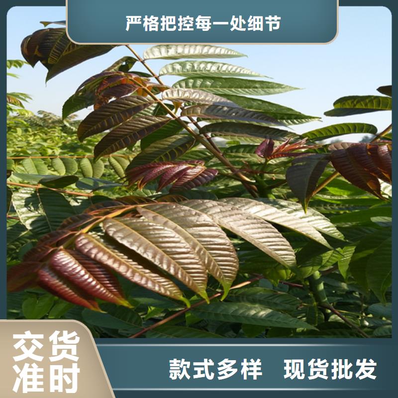 香椿石榴树拒绝差价当地生产厂家
