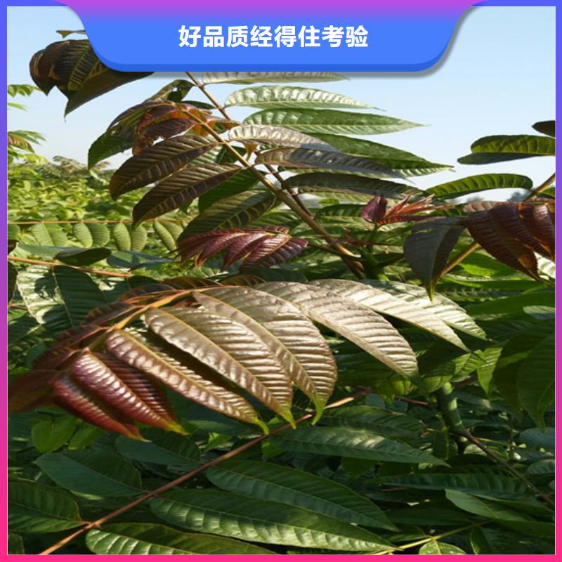 香椿苹果苗质检严格定制不额外收费