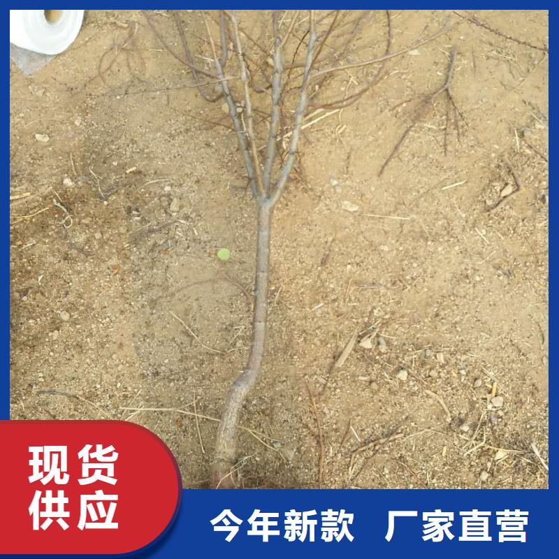 【杏】樱桃苗专注品质质量牢靠