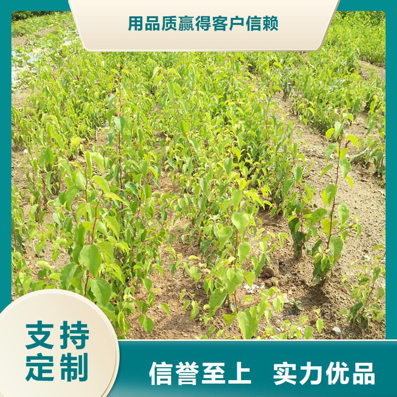 ​杏【红颜草莓】精品选购支持定制贴心售后