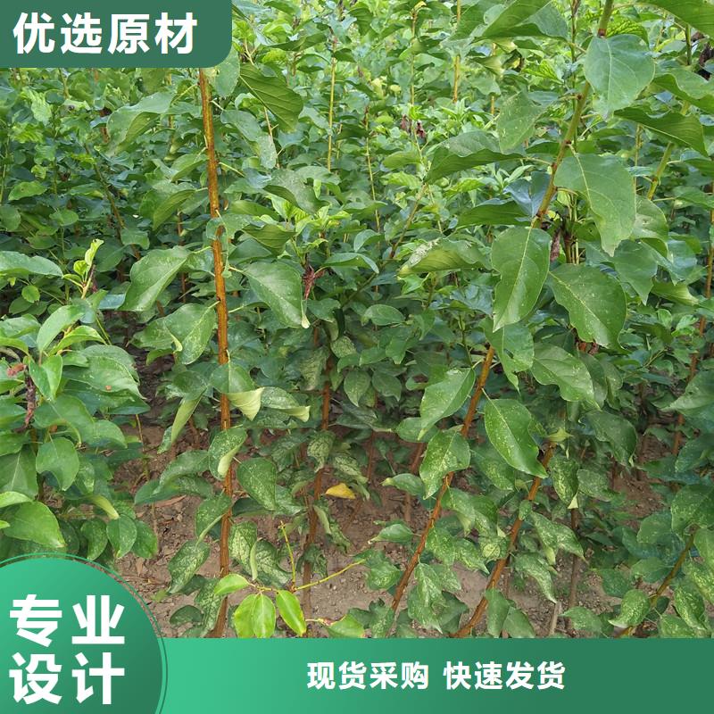 杏杏树苗多年厂家可靠交货准时
