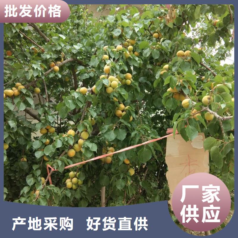 【杏北美冬青源头厂家量大价优】同城品牌
