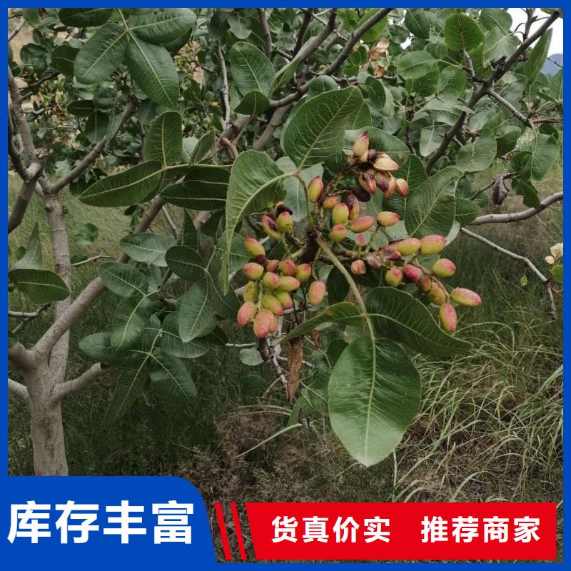 【开心果无花果苗批发供应】同城生产商