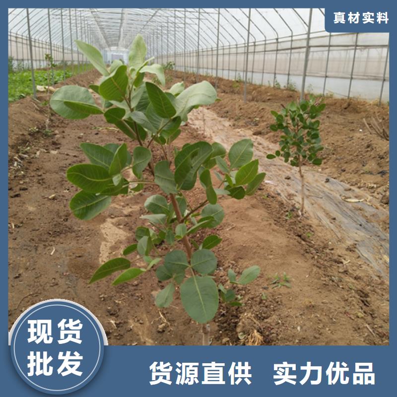开心果_西瓜苗货源充足欢迎来厂考察