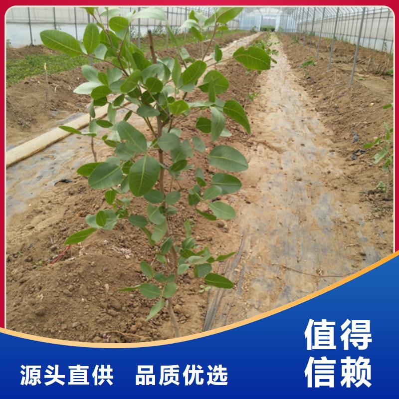 开心果_红石榴苗基地用品质赢得客户信赖销售的是诚信
