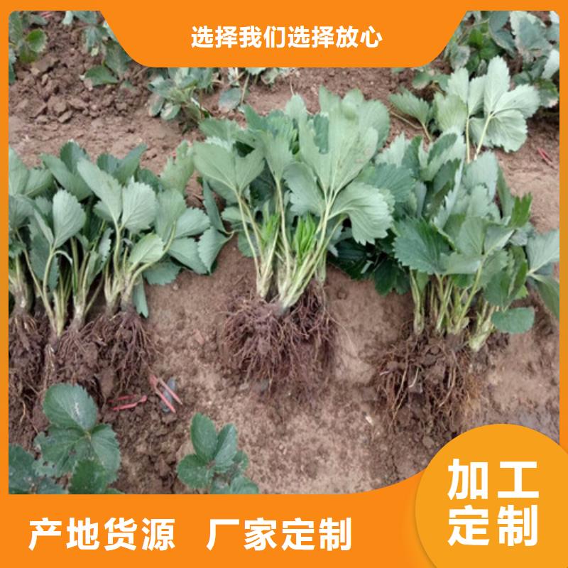 草莓苗,桃树苗基地随心所欲定制源头厂家直销
