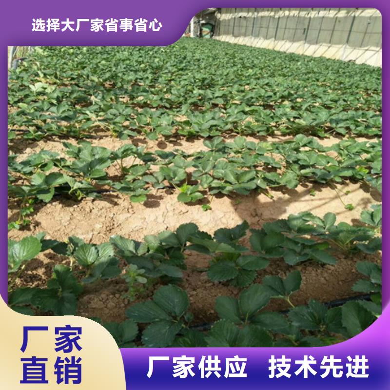 【草莓苗】_板栗苗多种规格可选实力优品